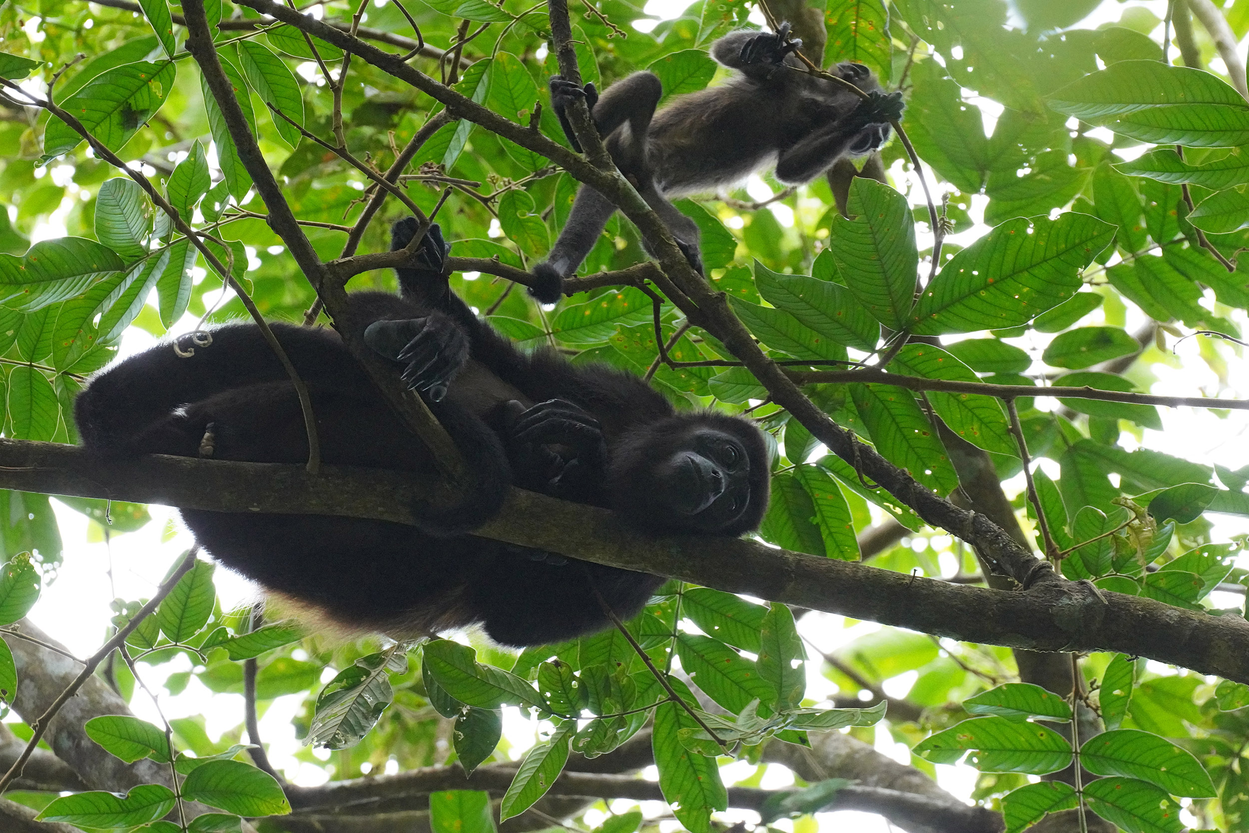 Costa Rica - Février 2025